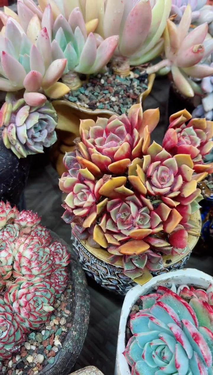 【闪购商品】11013