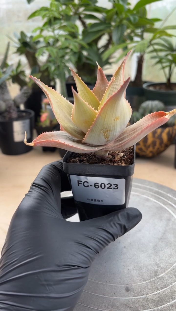 伊玛洛特FC-6023
