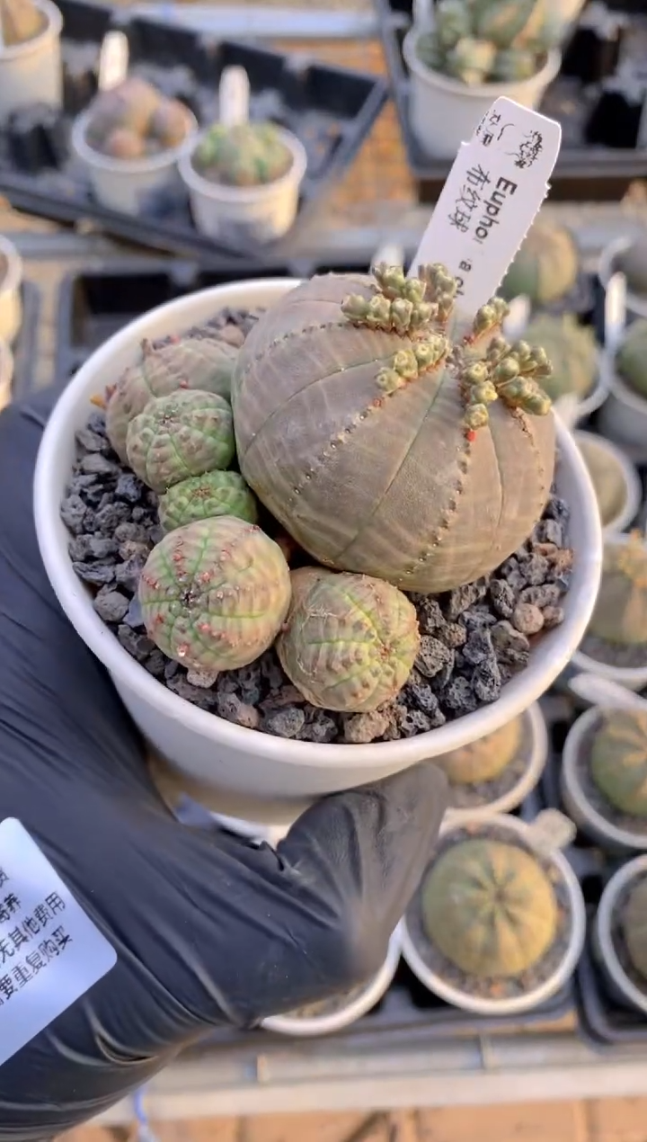 【闪购商品】布纹球FA-9837