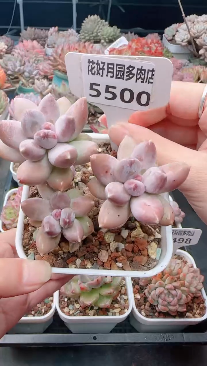 【闪购商品】5500.