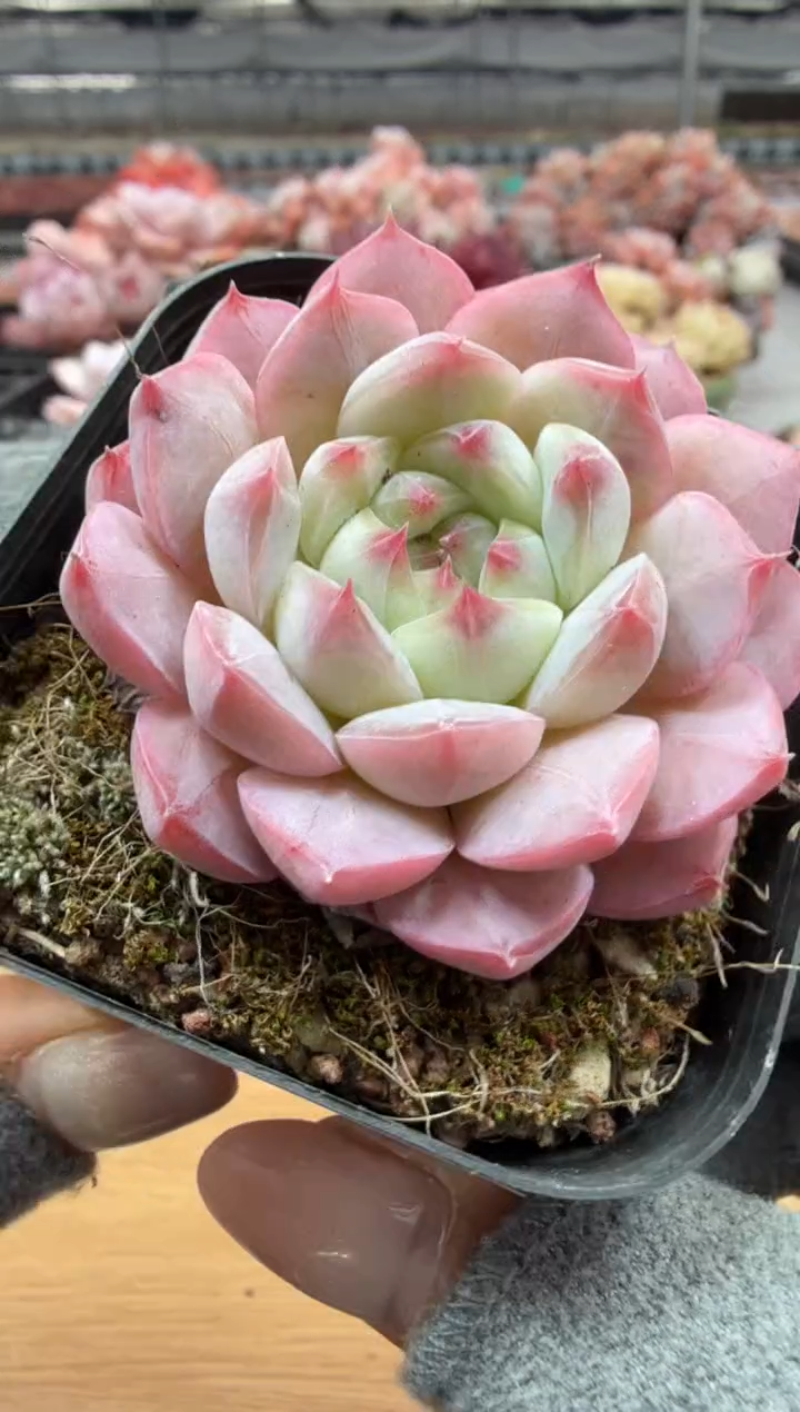 东云多肉园二店-60