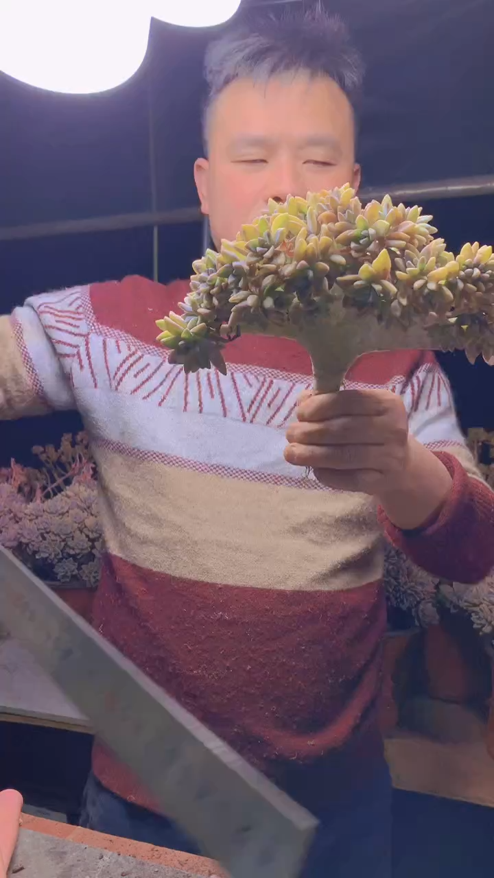 【闪购商品】缀化126