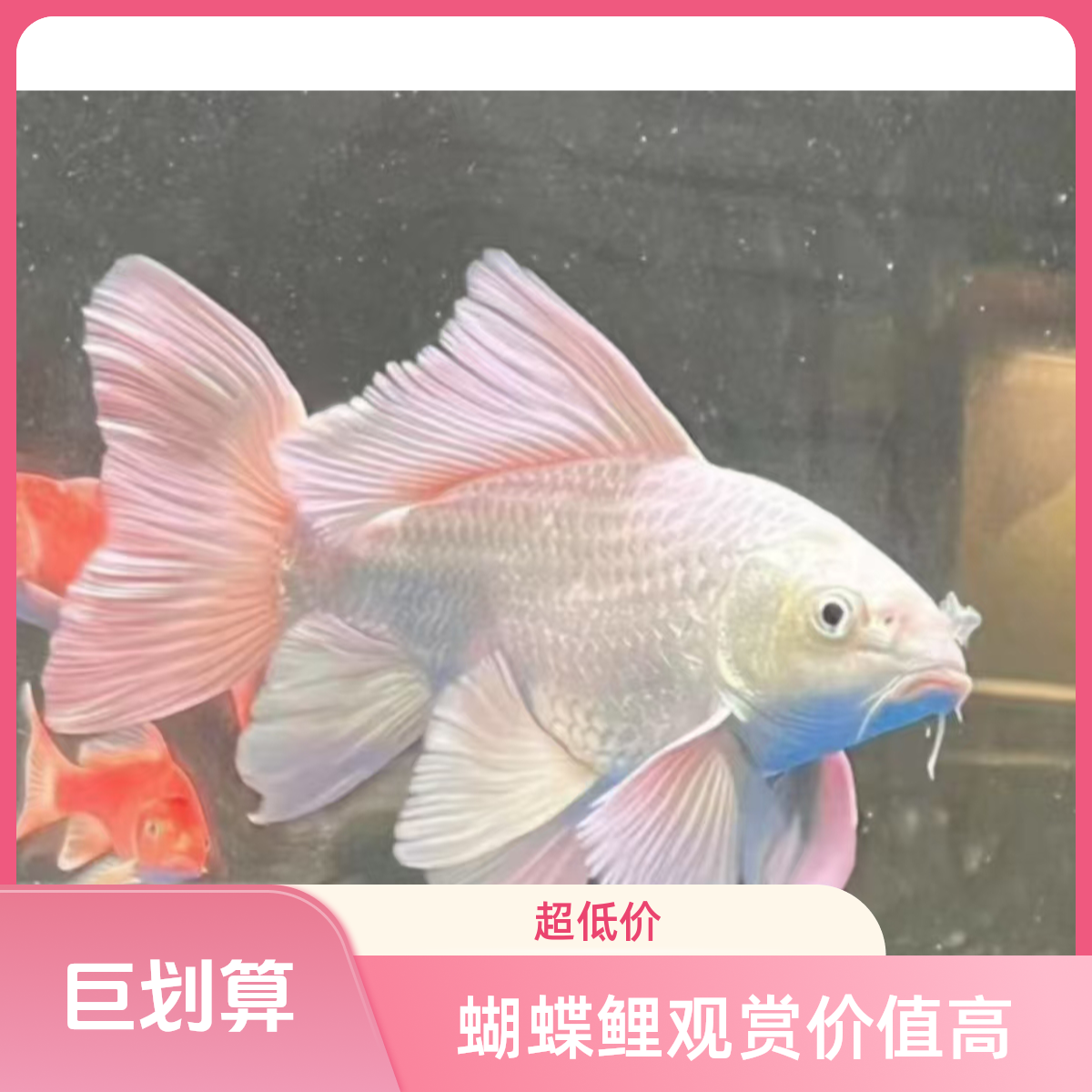 蝴蝶龙鲤精选蝴蝶鲤包邮包活精品蝴蝶鲤5-8公分