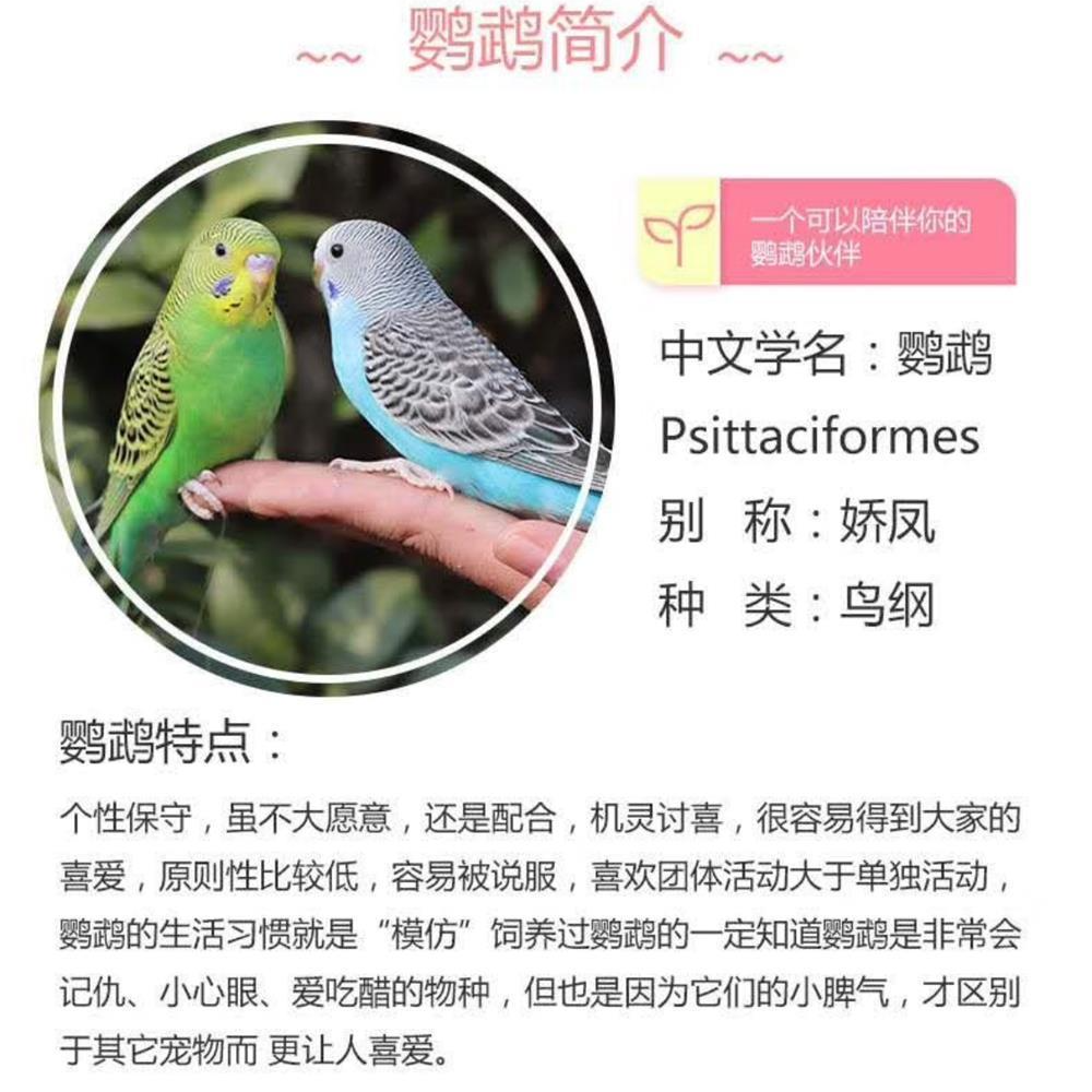 微瑕虎皮鹦鹉缺少羽毛4只