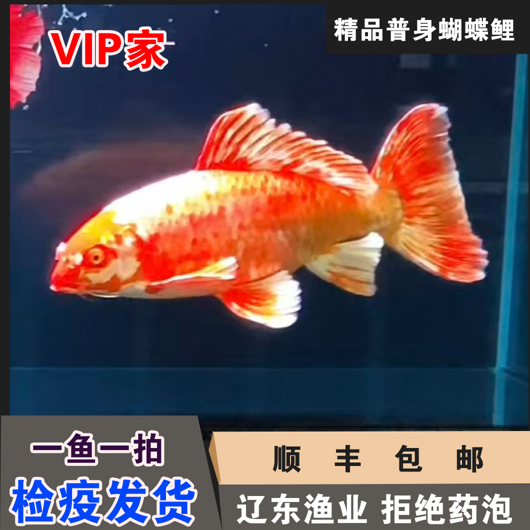 【花红精品普身蝴蝶鲤】 【一鱼一拍】【对版发货】实物鱼已直播间为准