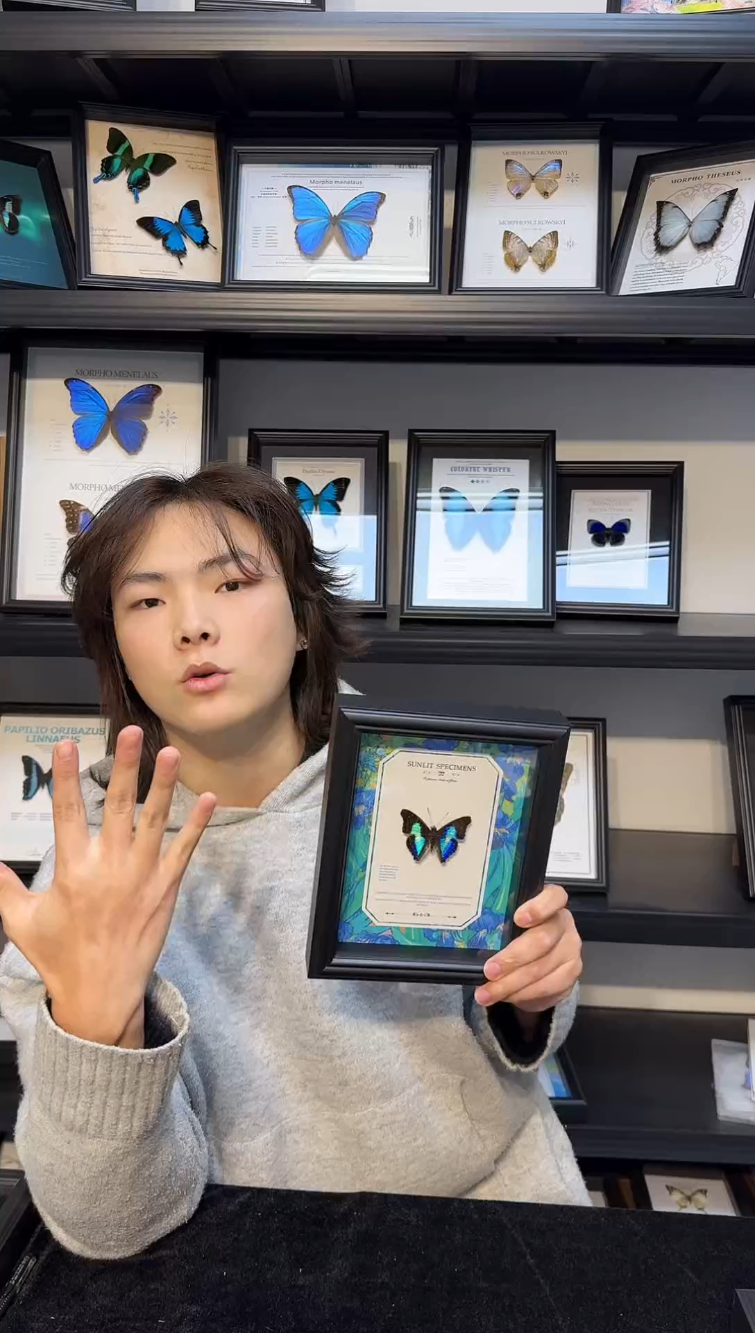 玻璃真实蝴蝶标本