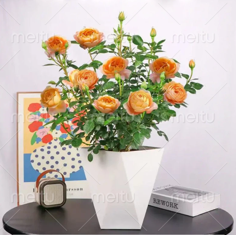 【带盆带花苞发货】果汁阳台月季花苗多季节开花适合室内外盆栽花苗