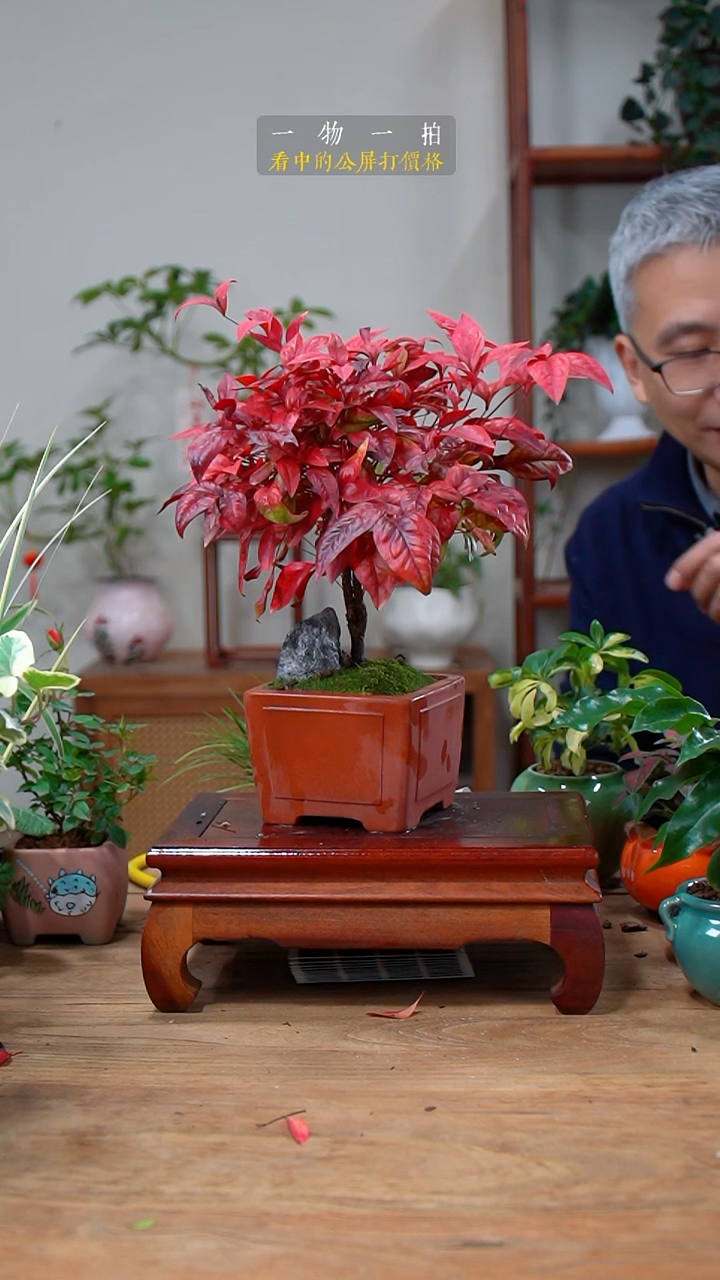 完全开放花***_南天竹137