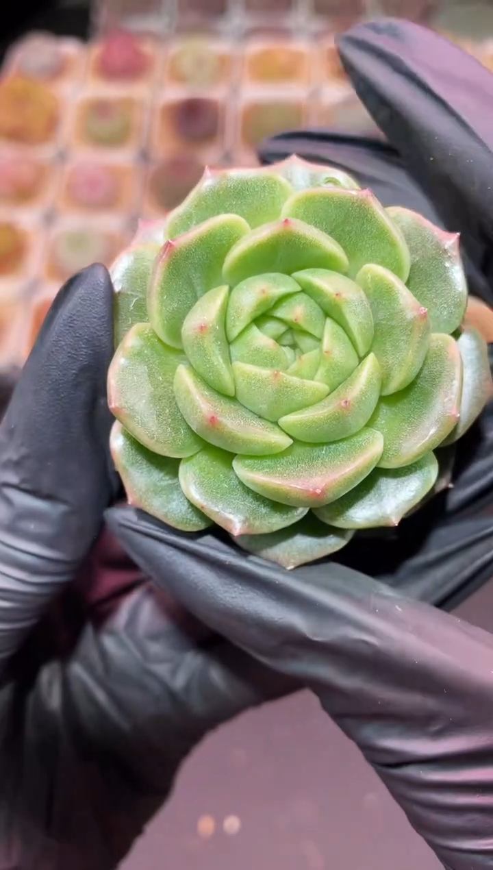 闪购485 视频同款翡多肉一颗  5-5.5厘米