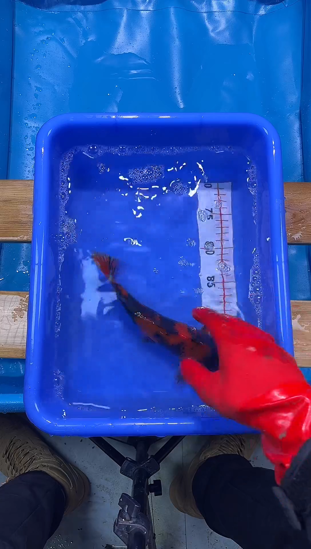 锦鲤锦鲤观赏鱼编码08