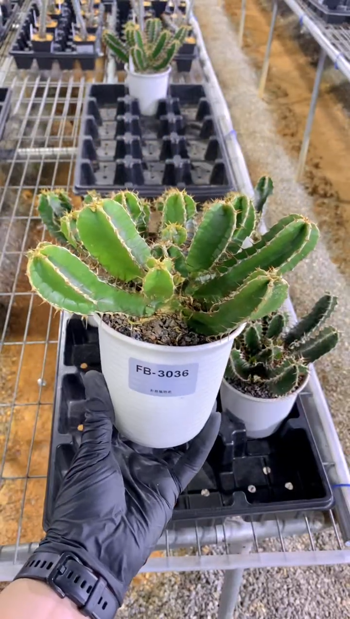 【闪购商品】火山大戟FB-3036