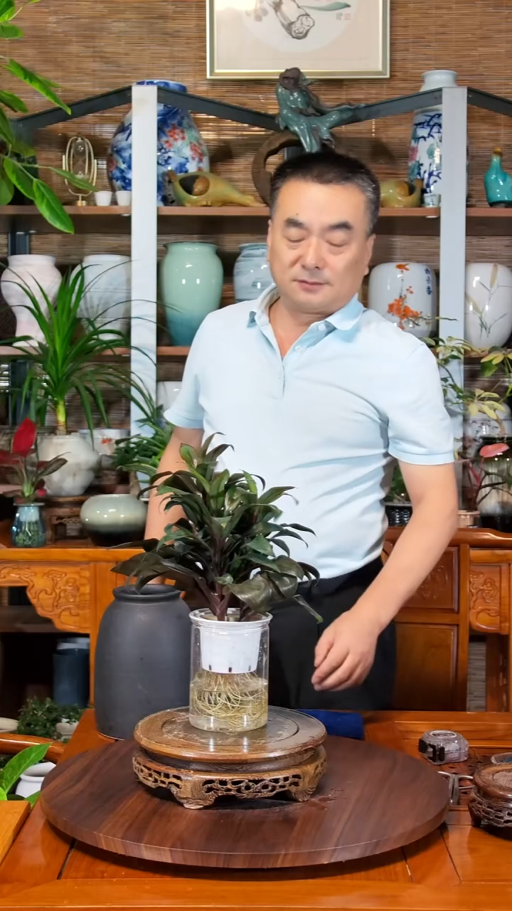 无花朵奈****?水之韵水培朱蕉