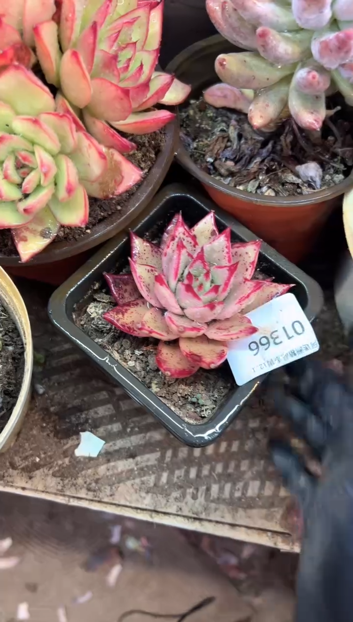 小**?多肉植物一物一拍01366