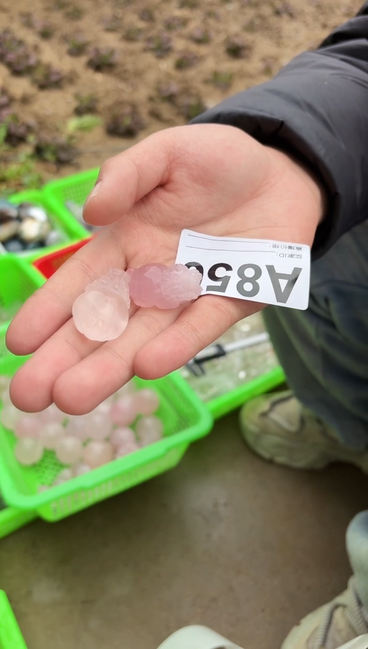 【闪购商品】水晶摆件未镶嵌粉水晶龙龟多样性发一个 850