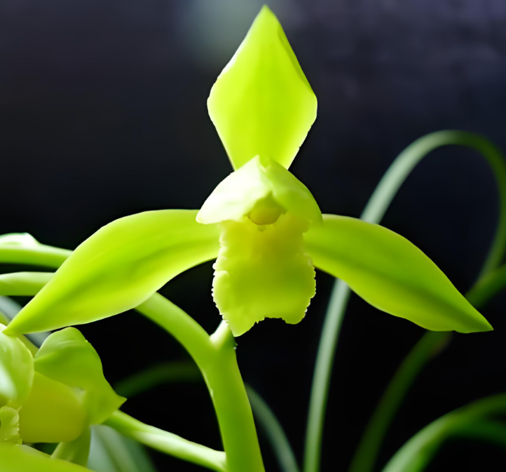 蕙兰【普花】浓香型花期12-3月份