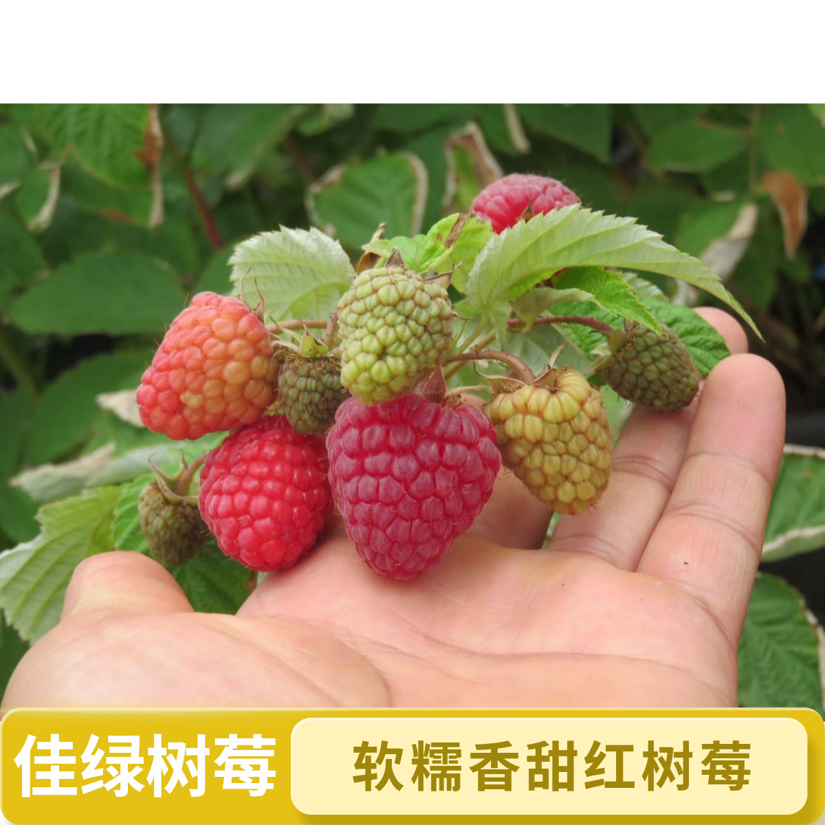 【死了包赔】软糯香甜四季红树莓家庭果树苗阳台室内绿植可盆栽地栽