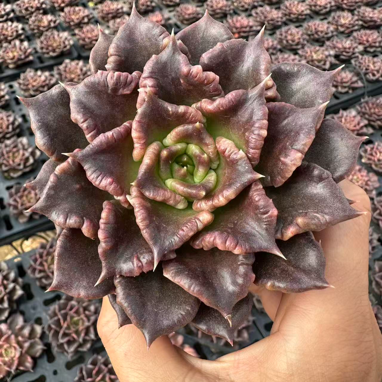 8#黑饺子皮多肉植物       前男友精品多肉