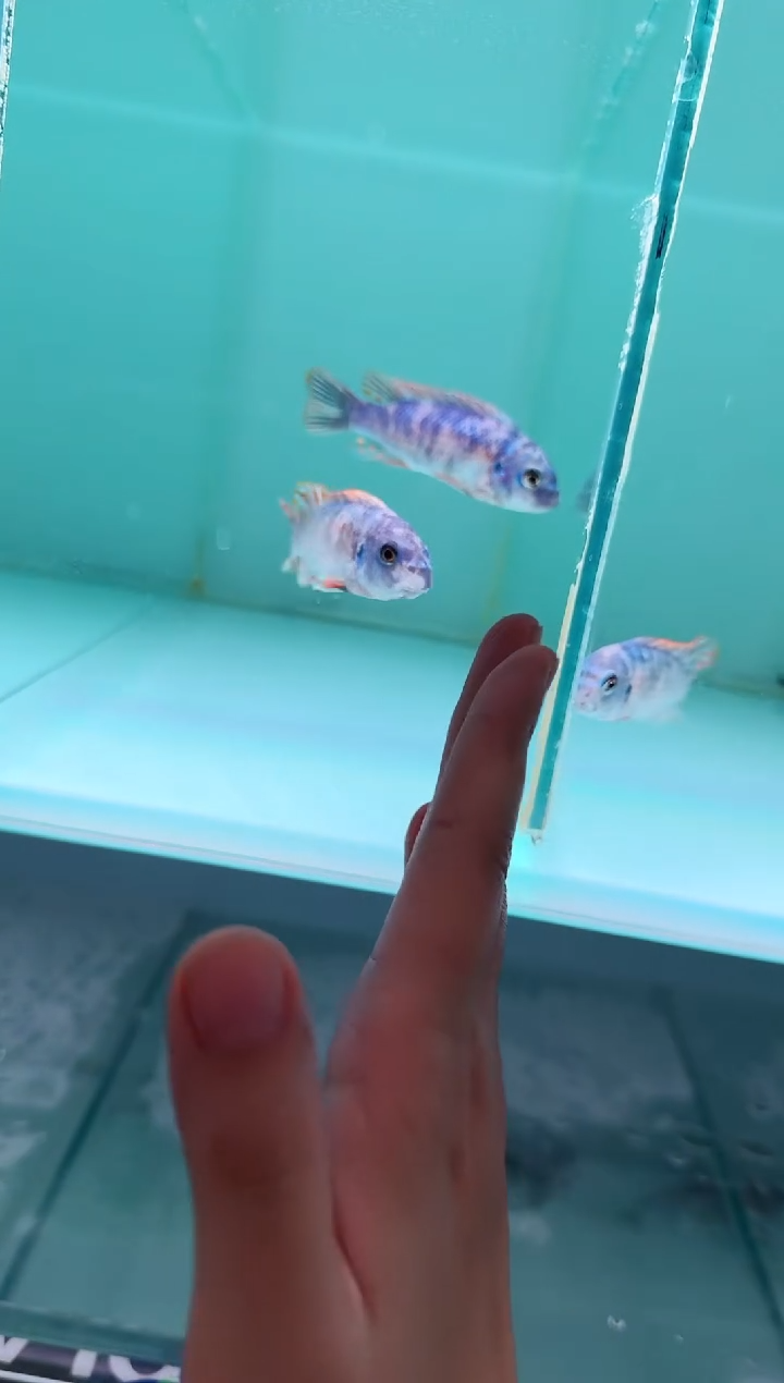 慈鲷鱼纳坎滕加MC 7-9cm一条