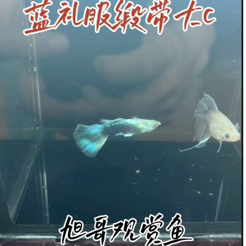 蓝礼服战船缎带大C