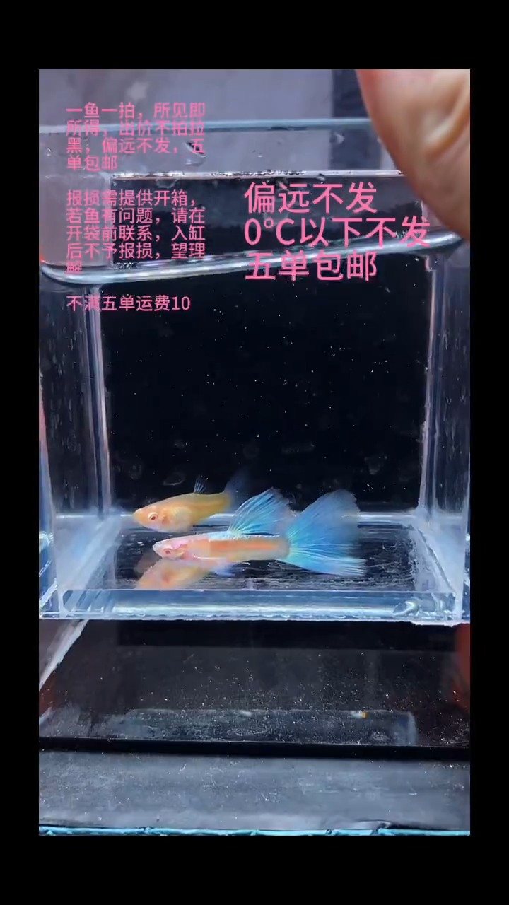 孔雀鱼孔雀鱼 12