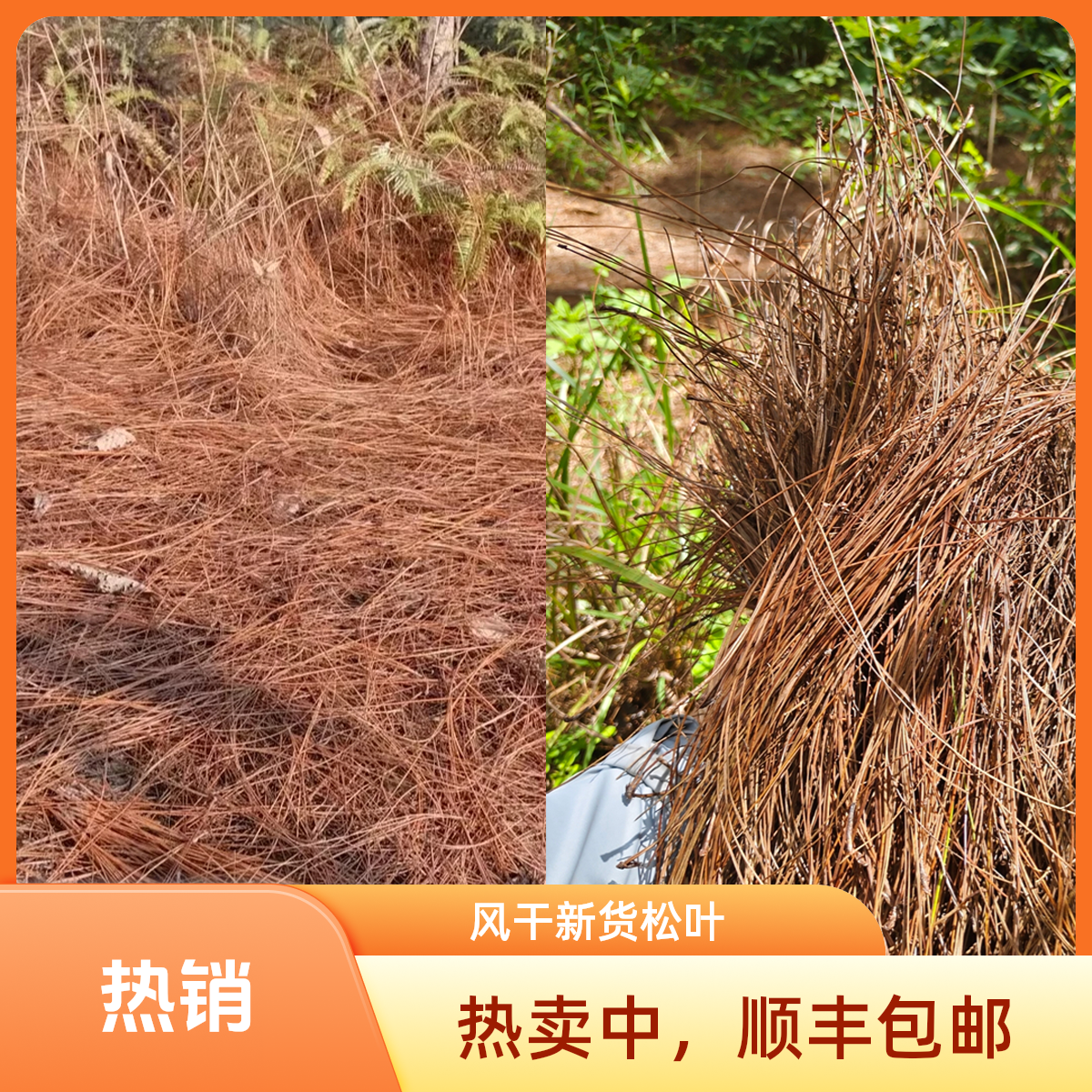 风干细长马尾松落叶松针松树叶子松毛鸟窝垫底材料鸽子窝