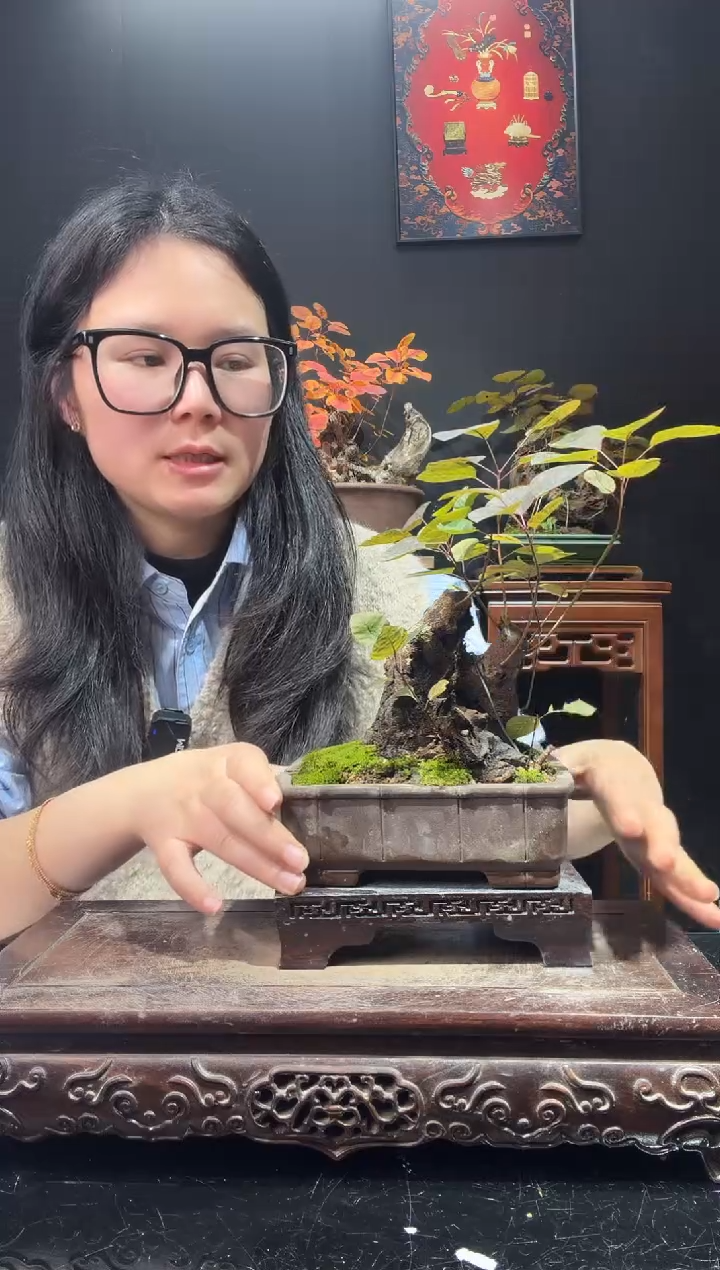 完全开放黄栌000