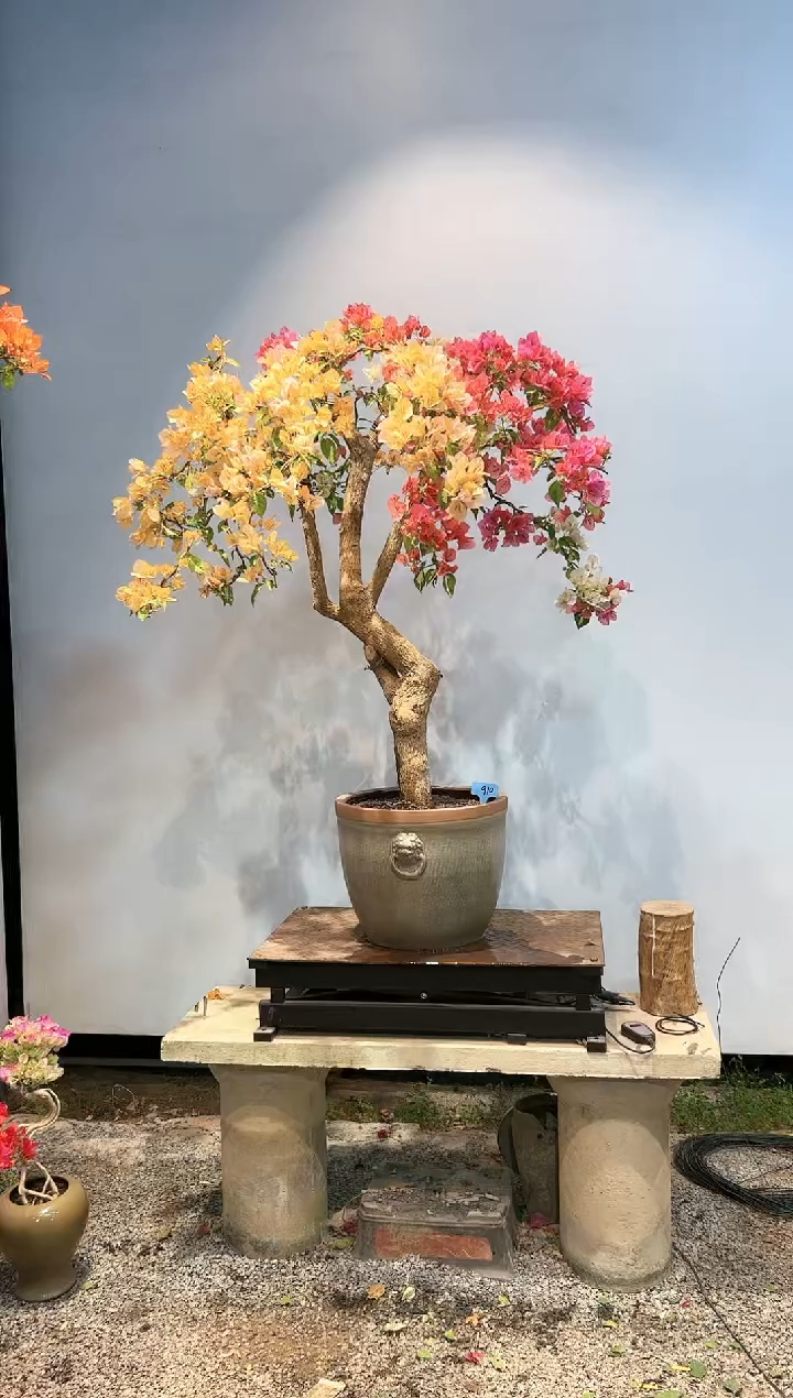 【闪购商品】AA910