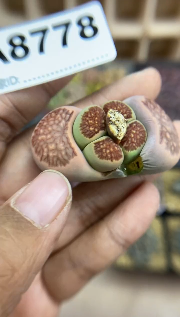 【闪购商品】8778直播一物一拍