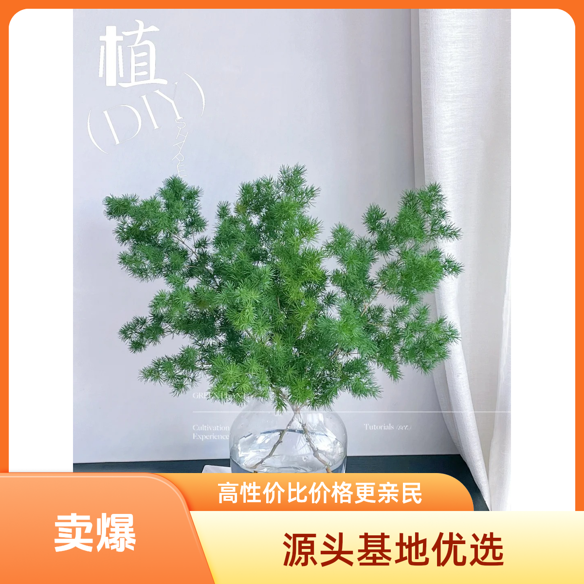 南沐雯·【蓬莱松 配草一扎】鲜花由斗南基地云南昆明基地直发包邮