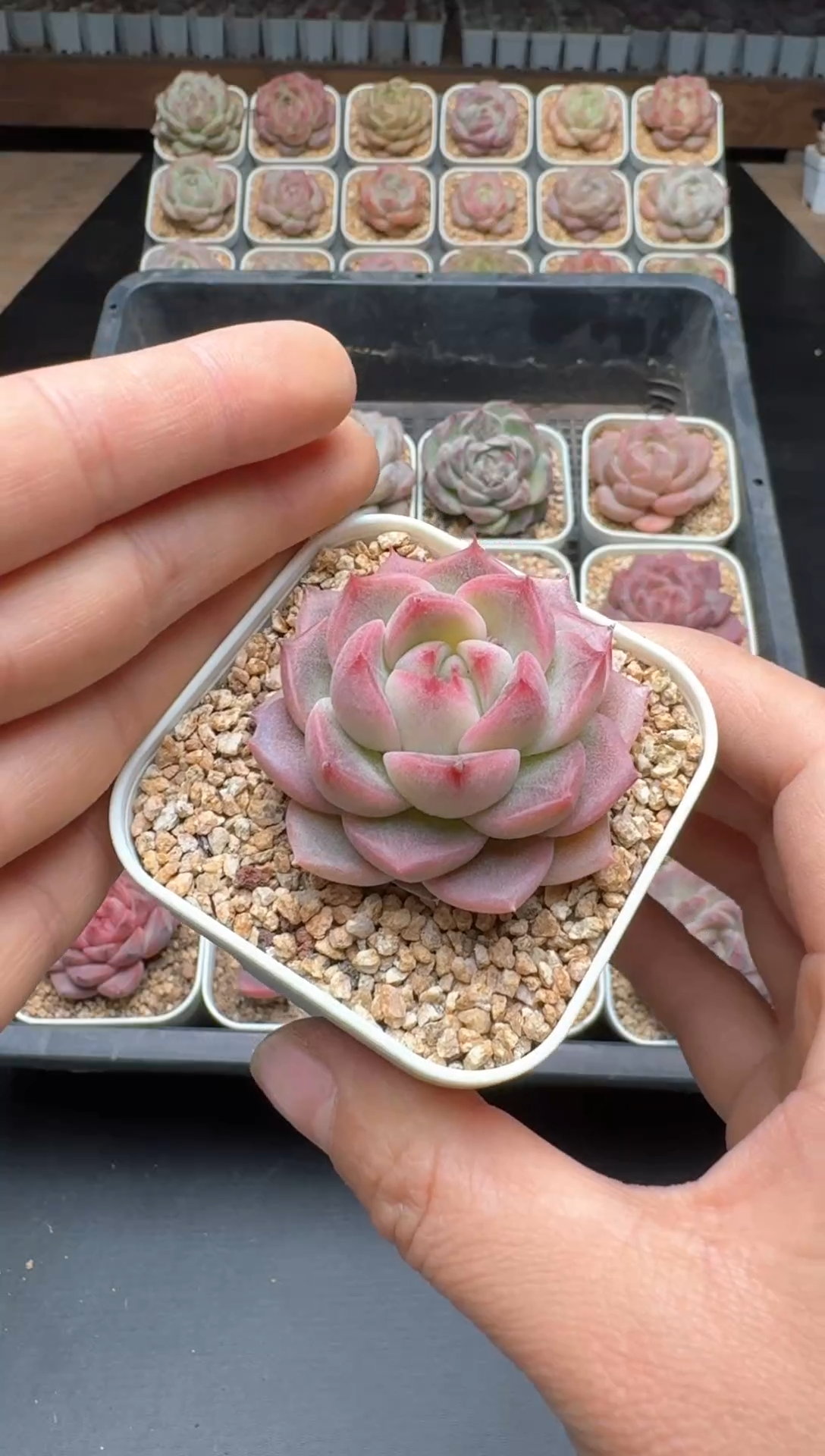 【闪购商品】514E号一物一拍多肉花卉植物3颗起发