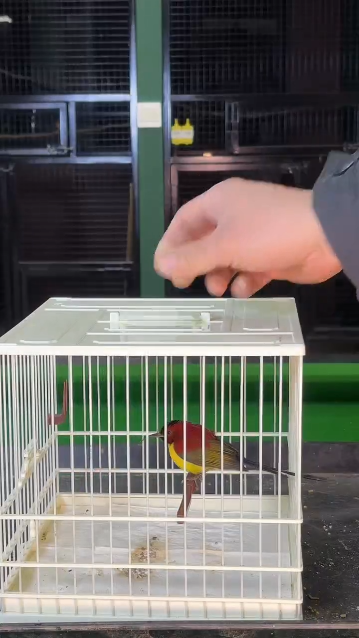 9号蓝喉太阳养笼0元起拍