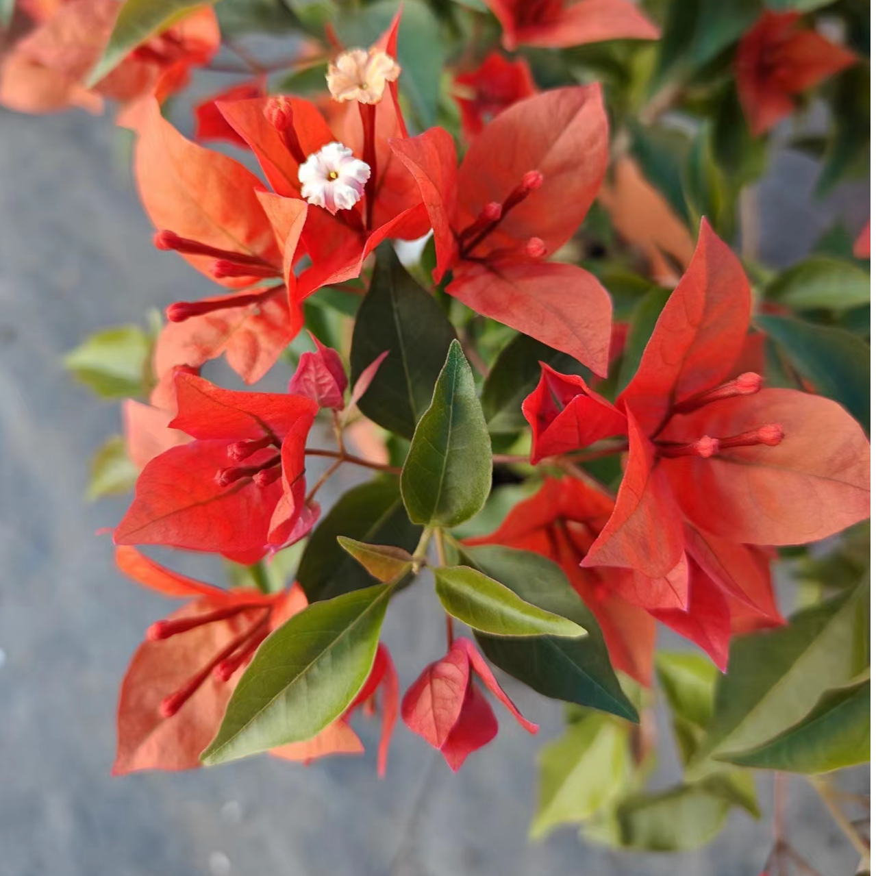 【热火桑巴】三角梅盆栽原盆土带花发基地直发移栽爬藤四季美丽养护