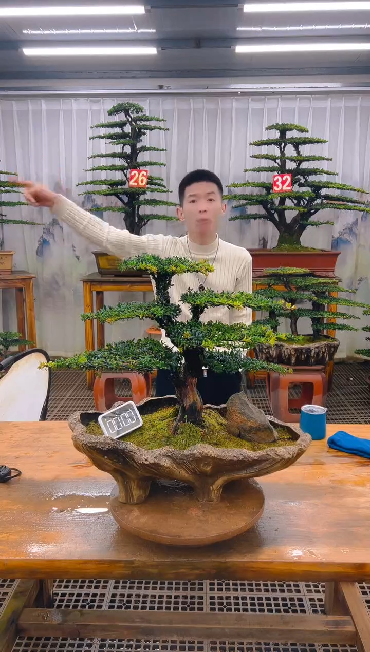无花朵精品盆景直播间一物一拍