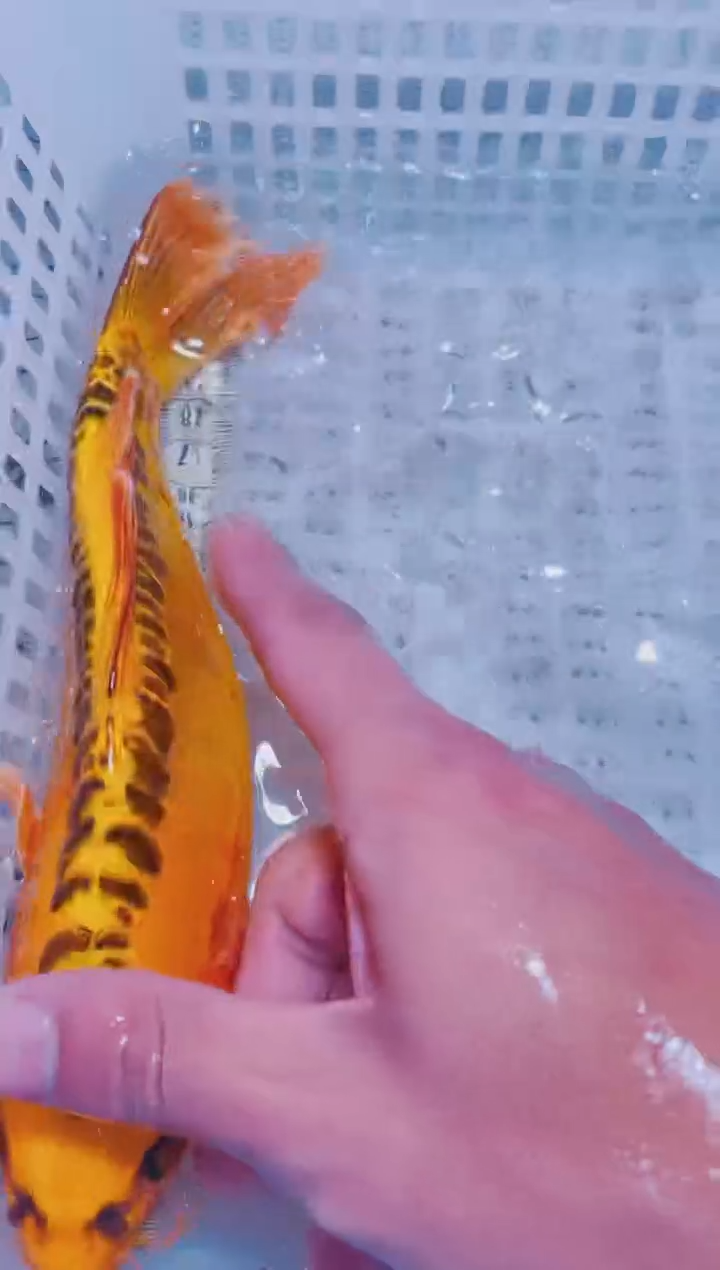 锦鲤血统锦鲤全场包邮125