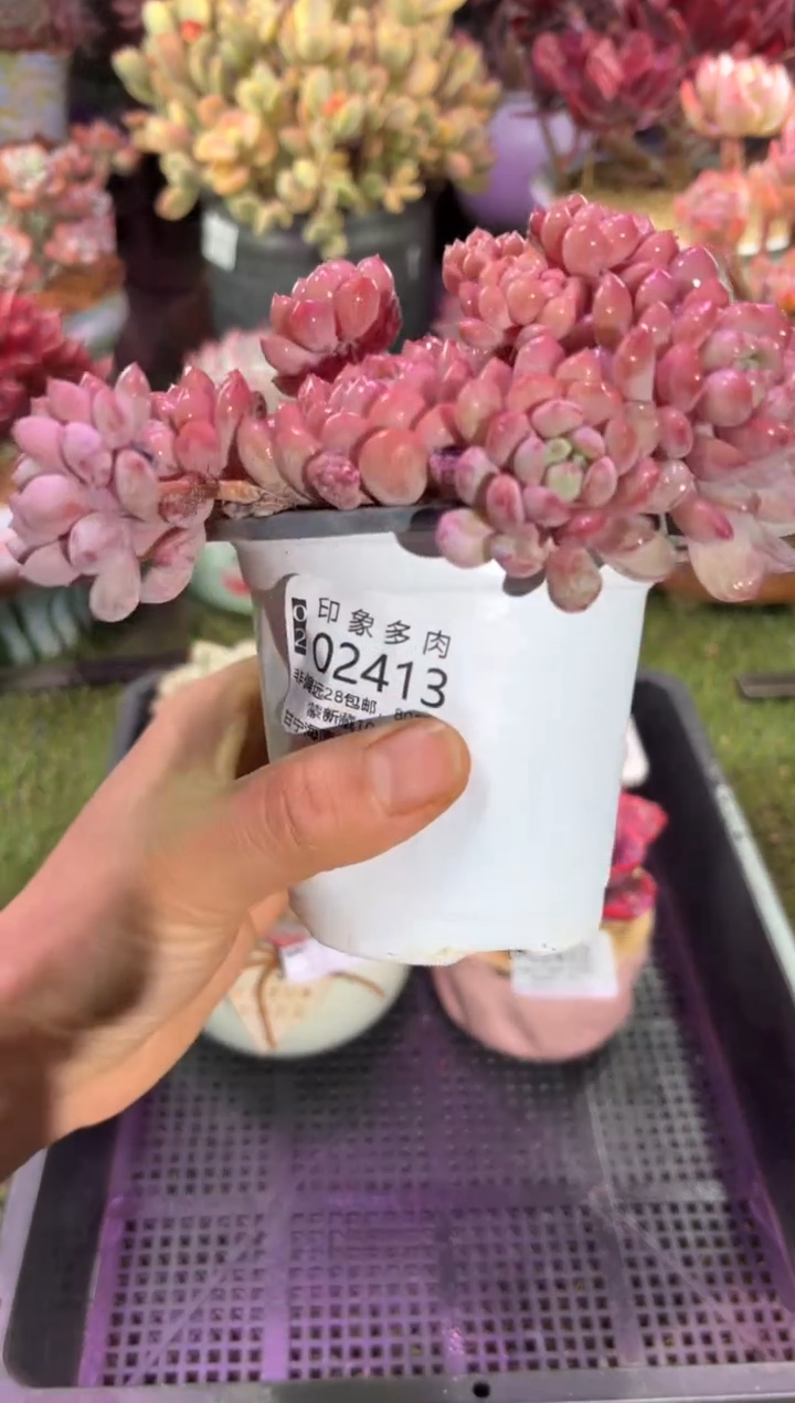 【闪购商品】02413