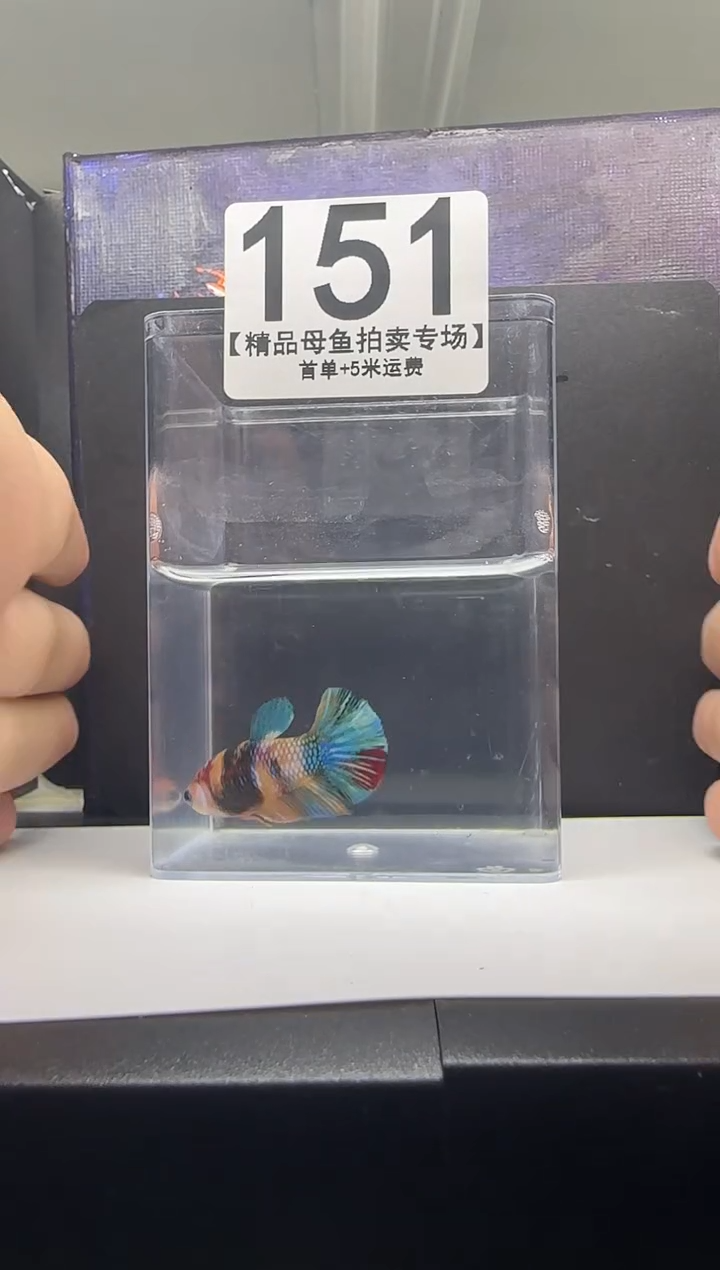 斗鱼母鱼编号：151