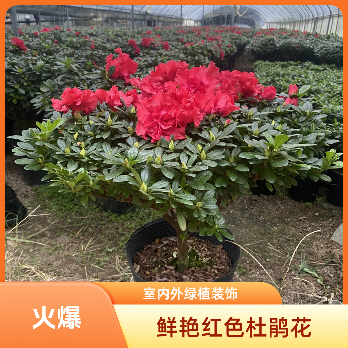 四季红宝石满树花苞杜鹃花盆栽室内外好养易活花卉绿植【红40cm】