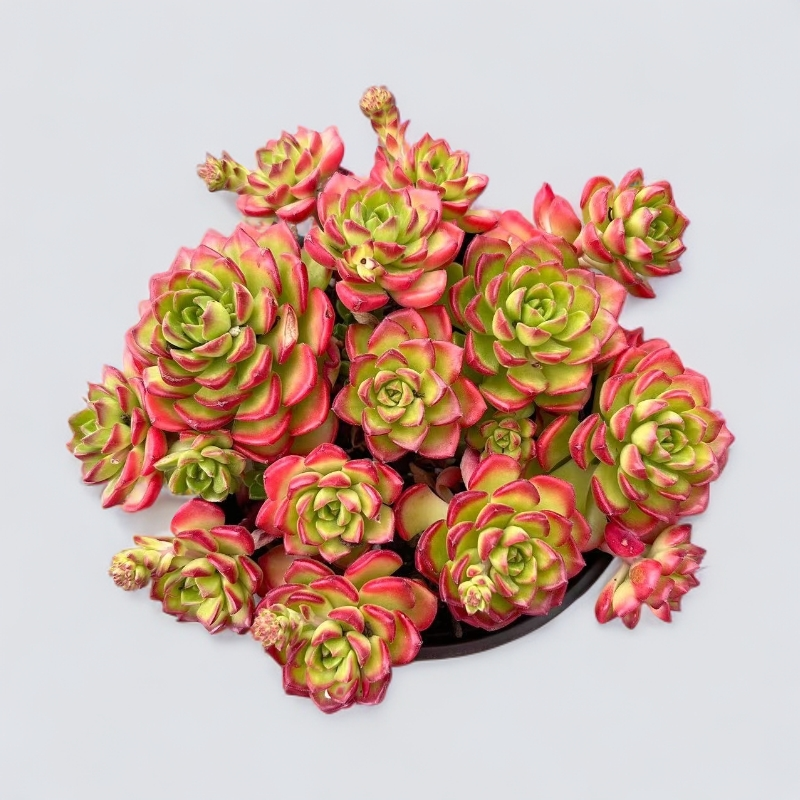 【蒂亚】 新手必拍款 满15包邮 燕子多肉