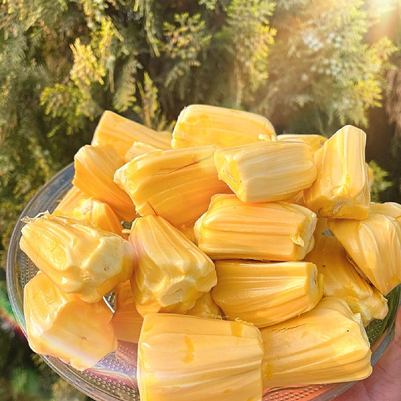 果切【大牛优选】精选菠萝蜜福利