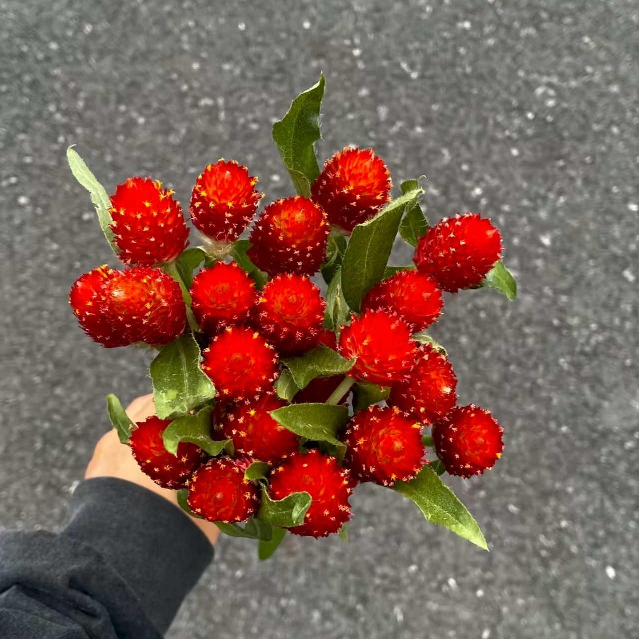 A级稀有千日红3扎