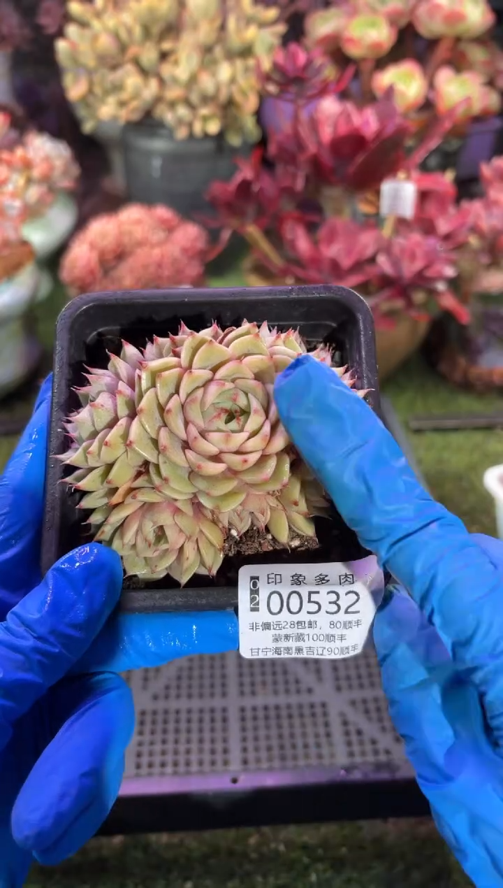 【闪购商品】00532