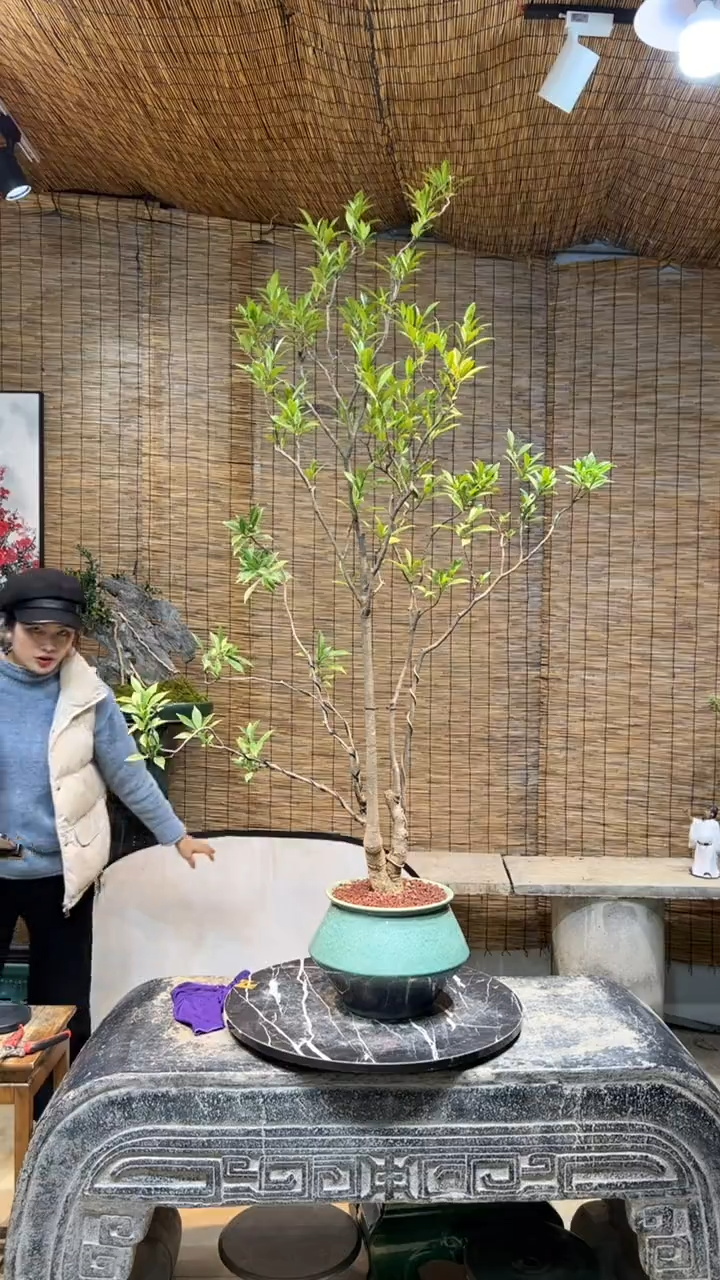 【闪购商品】盆景盆景