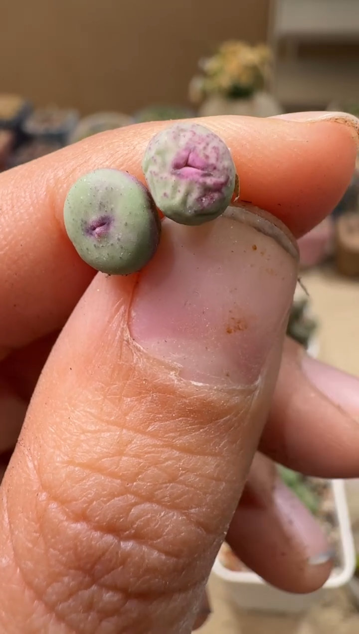 6-129多肉植物肉锥