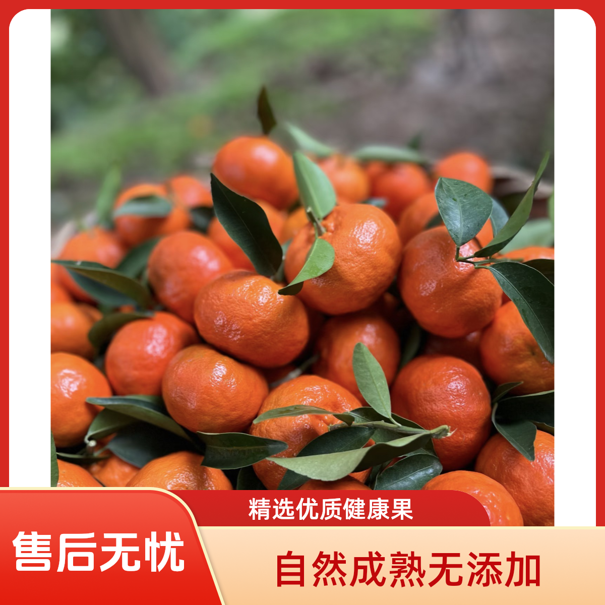 【古树红橘】正宗红橘老树新鲜柑橘皮可做陈皮新鲜现摘水果