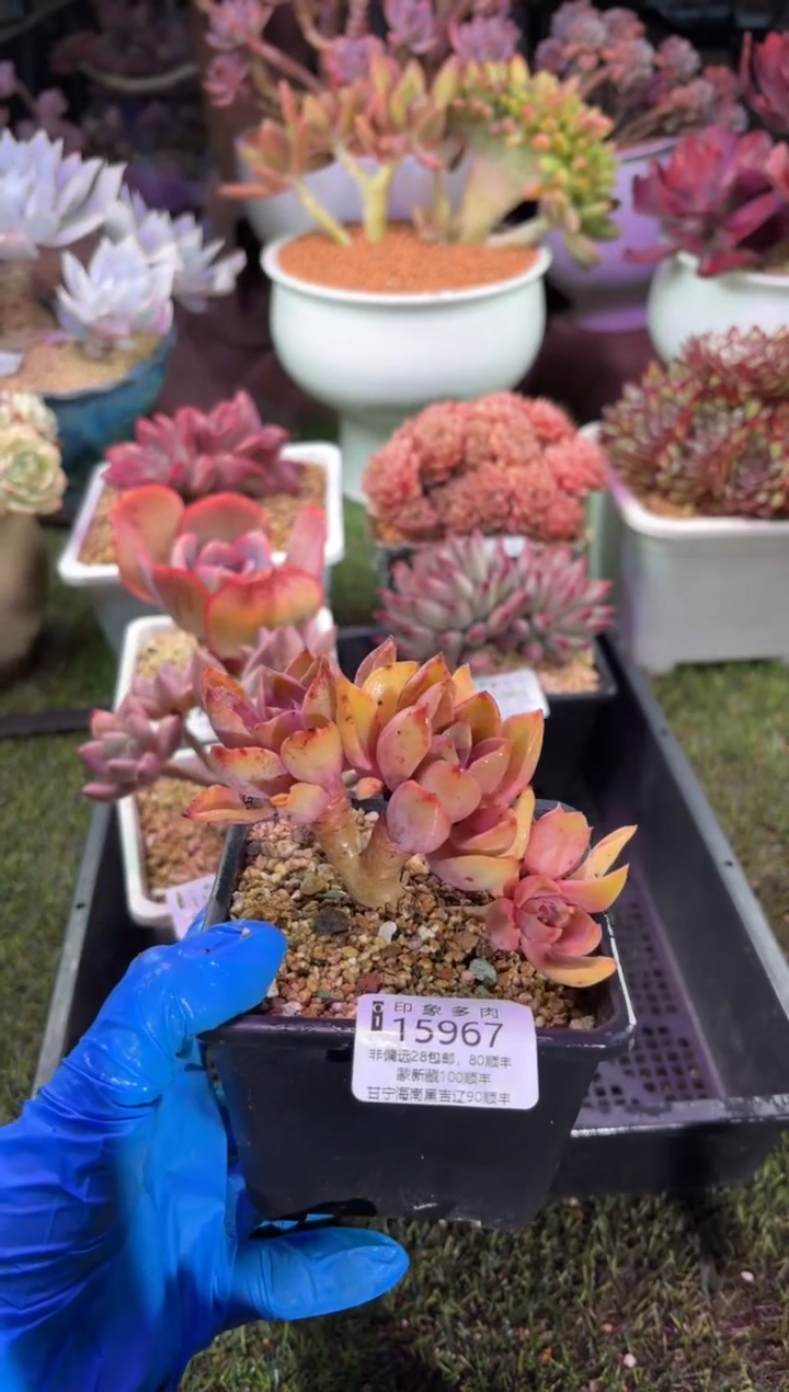 【闪购商品】15967