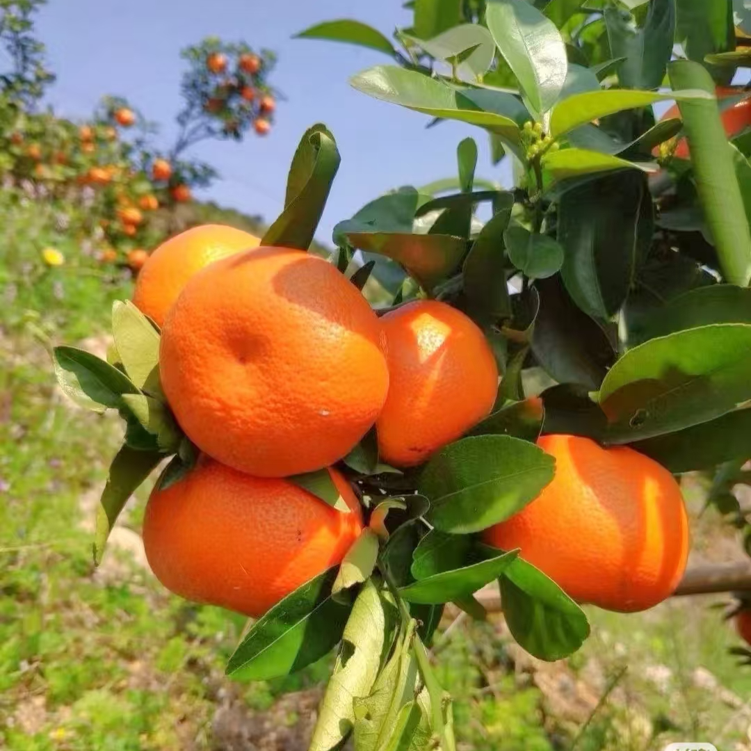 广西墨科特春见袋橘子1500g春香蜜柑广西壮族自治区广西壮族自治区黔东南苗族侗族自治州
