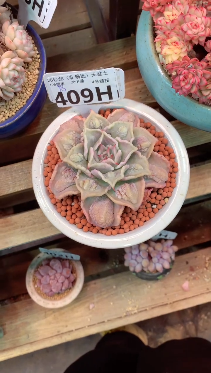 409H（一物一拍，精品多肉，w所见即所得 ）