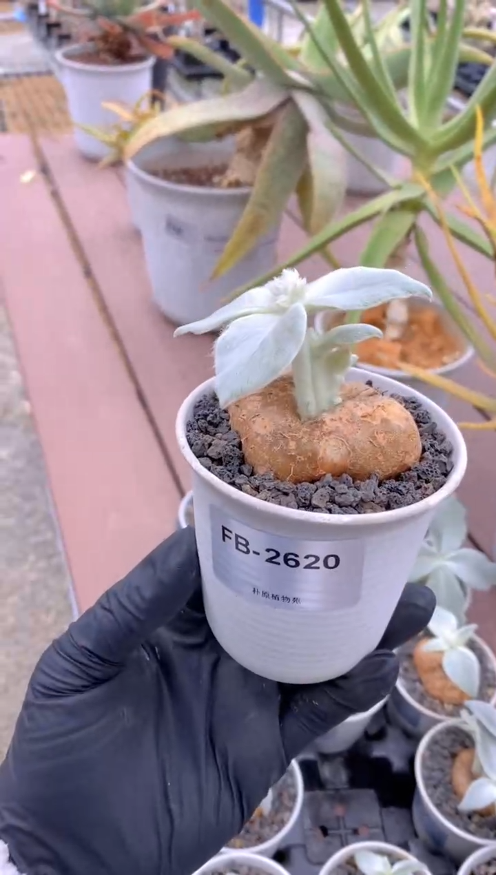 【闪购商品】断崖女王FB-2620