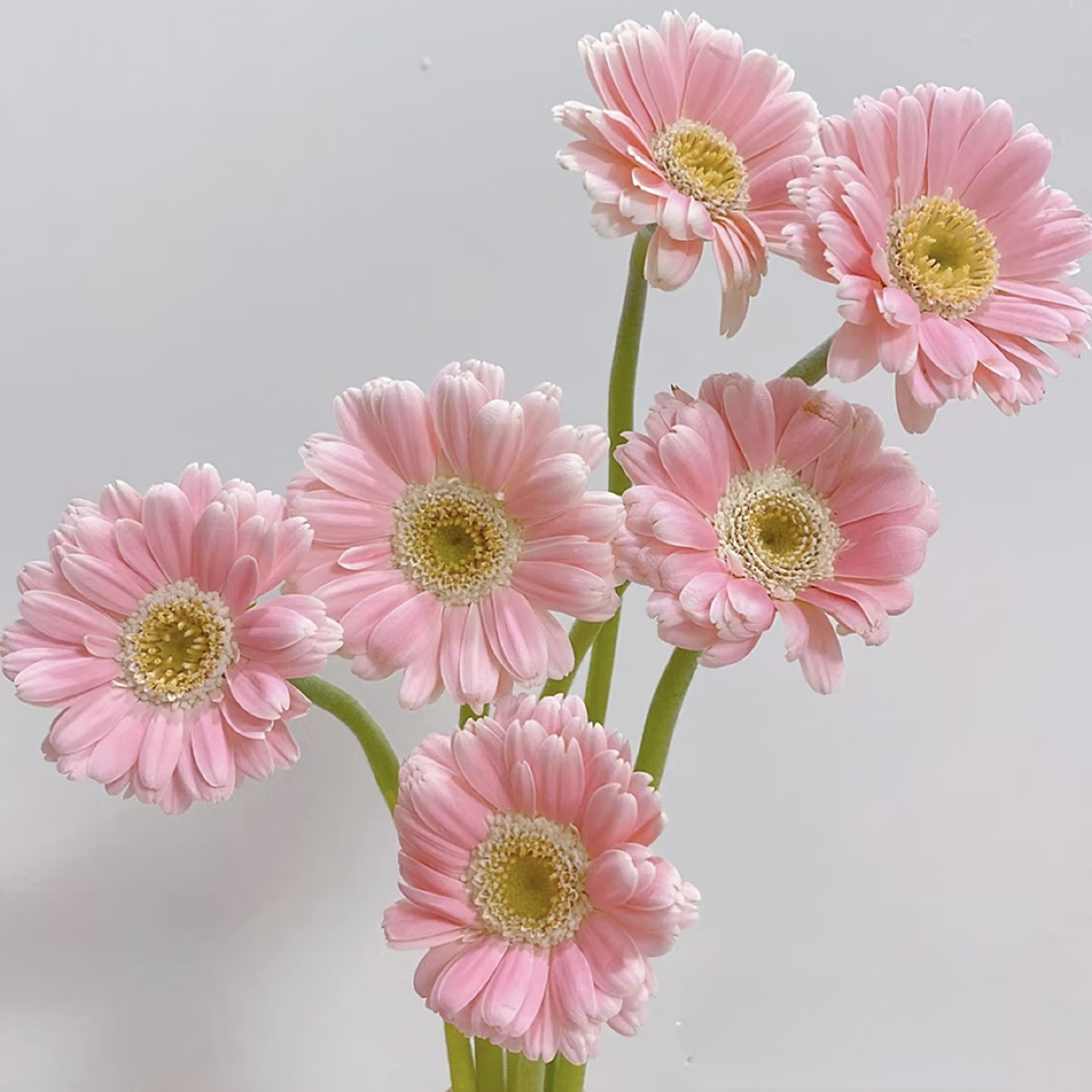 【Mini芭比非洲菊】高品质全店两单顺丰冷链包邮家居鲜花养护