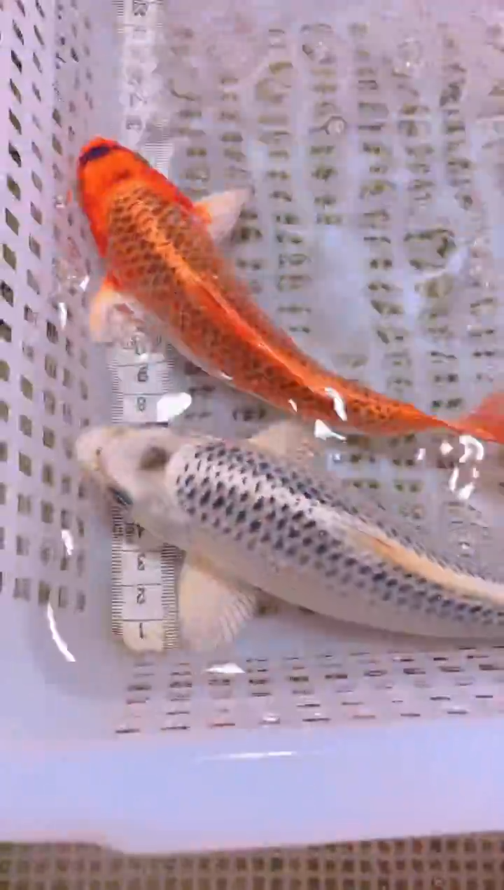 锦鲤冷水观赏鱼全场包邮81